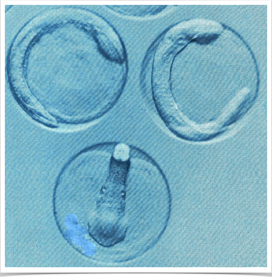 Wild collected sprat eggs used for larval growth studies