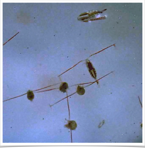 Reproduction and physiology of Arctic copepods associated with ocean circulation patterns in surface, midwaters and deep ocean water.