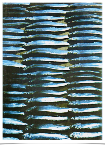 Sorting and dissecting juvenile sprat  for recruitment studies - incl. growth studies and otolith increment examination.