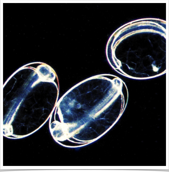Ichthyoplankton "by-catch" - including clupeoid anchovy eggs.