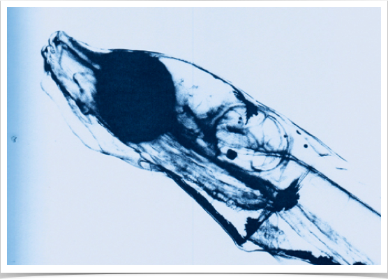 29-day old sprat larva. TL 13.8 mm.
