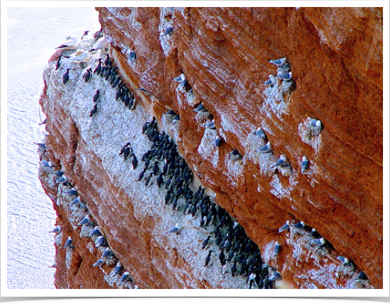 Helgoland Island - oceanic island's bird breeding rocks. 