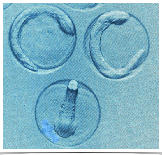 Wild collected sprat eggs used for larval growth and otolith increment studies