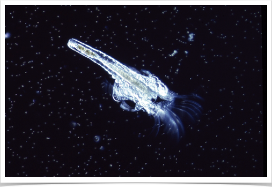 Rotifer larval fish food.
