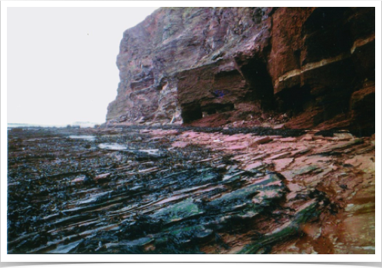 Helgoland's rocky intertidal Laminaria flat at low tide.