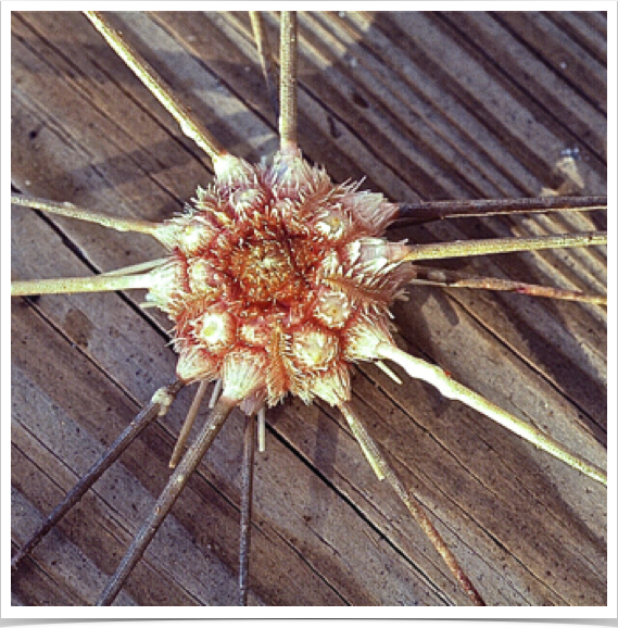 Deep sea urchins collected with Johnson-Sea-Link II