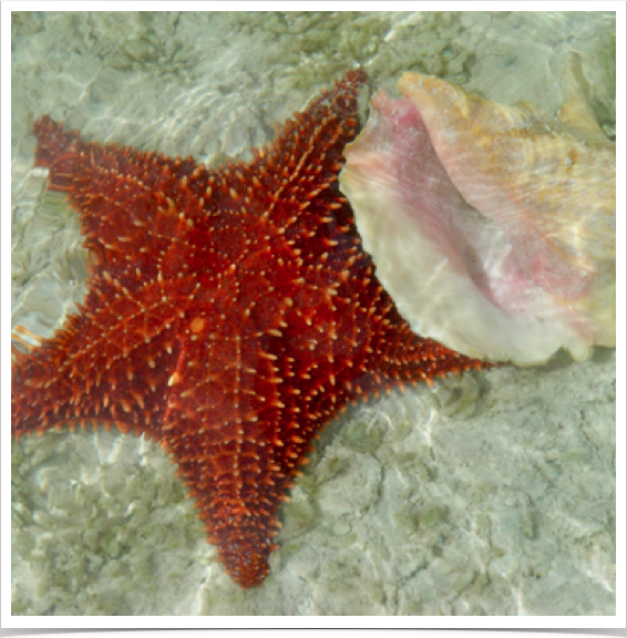 Cushion Seastar (Oreaster reticulatus)  and Queen Conch (Strombus gigas) live in seagrass meadows and on sandy substrate.