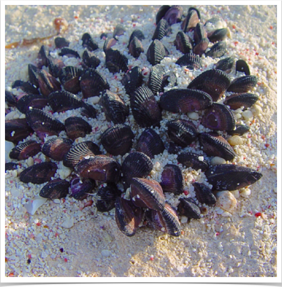 Colony of mussels - found along the rocky intertidal at Elbow Cay in the Abacos Islands, Bahamas.