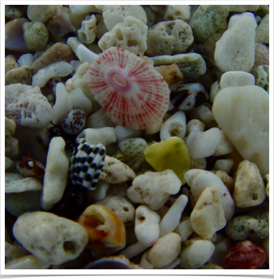 Biogenous sediments consisting of fragments of corals, sea urchins, snails and bivalves - characteristic in The Bahamas. 