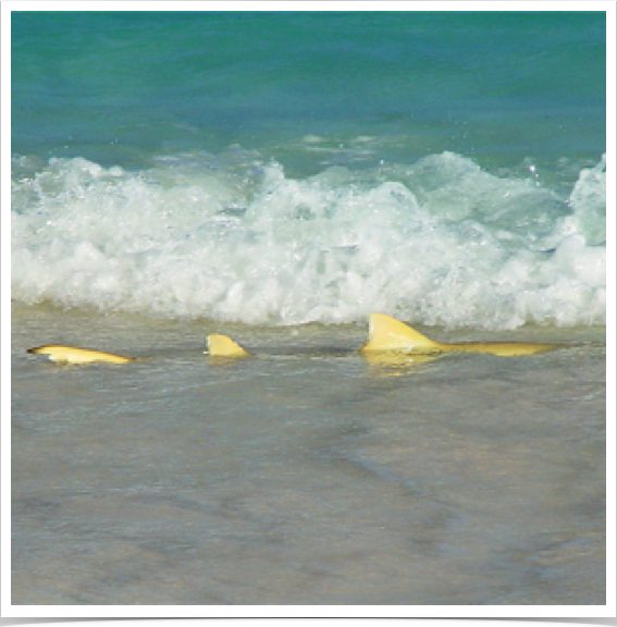 The sighting of a six foot Lemon Shark just 10 feet from the beach, looking for a lunch of Ghost Crabs.