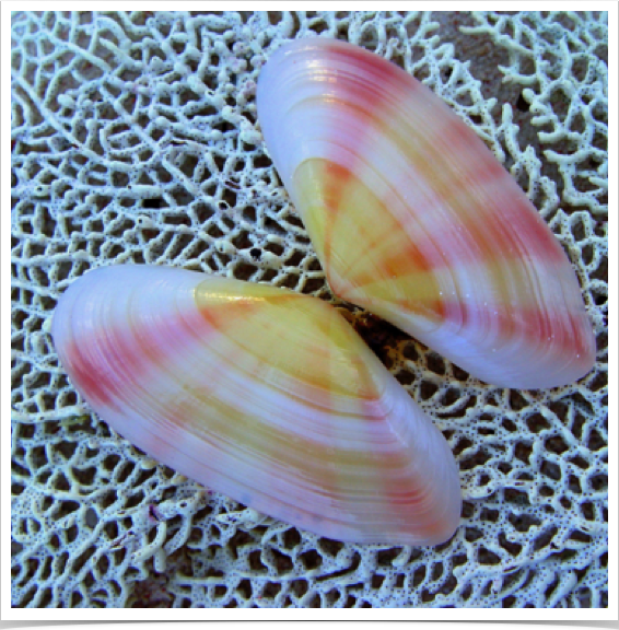 Sunrise Tellin (Tellina radiata)  -  a beautiful type of surf clam that lives in parts of the Bahamas’ quiet bays. 