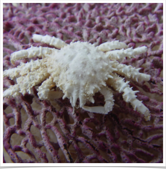 Molt of a Decorator Crab - Mithracidae - on purple seafan.
