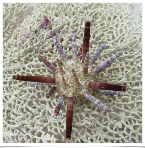 Slatepencil Urchin (Eucidaris tribuloides) with thick blunt spines.