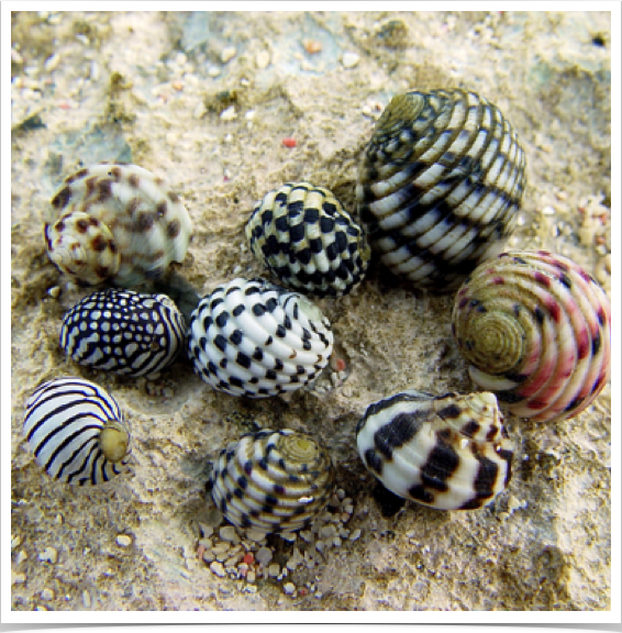 Rich species diversity of intertidal Nerite snails -  their name derived from Nerites, who was a sea god in Greek mythology.