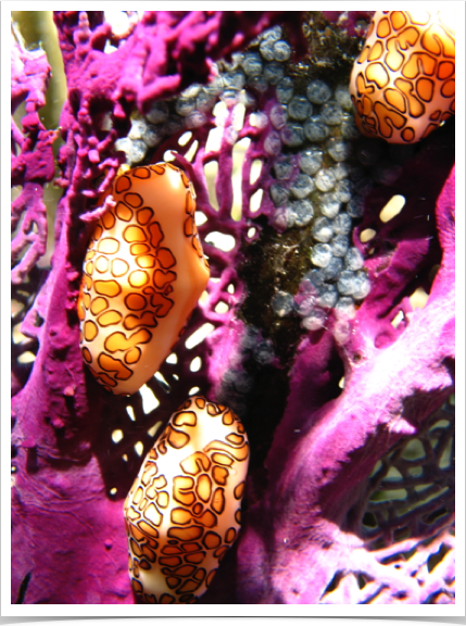 Flamingo Tongue breeding aggregation - adult females attach eggs to coral which they have recently fed upon.