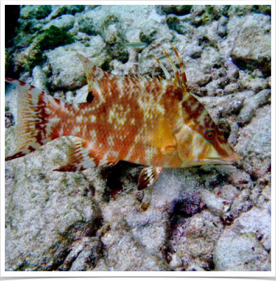 Hogfish (Lachnolaimus maximus) -  regarded highly for taste and food value. Commonly targeted by reef fisherman.