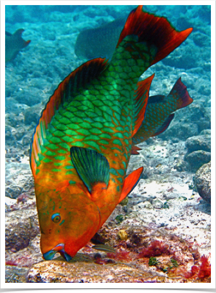 Rainbow Parrotfish scrape algae off rocks and corals with parrot-like beaks, grind up inedible calcium-carbonate, and excrete it as sand.