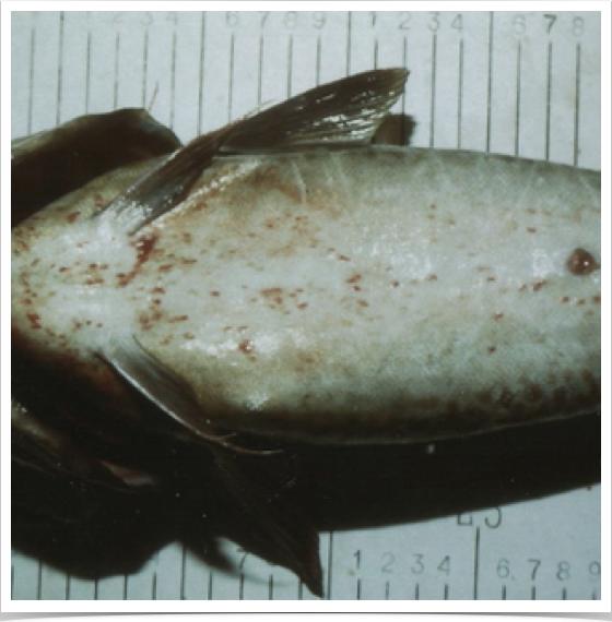 Examining fish parasite infestations