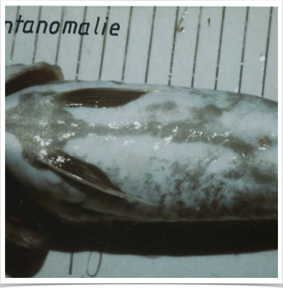 Examining cod’s skeletal deformation - enlarged & short skulls