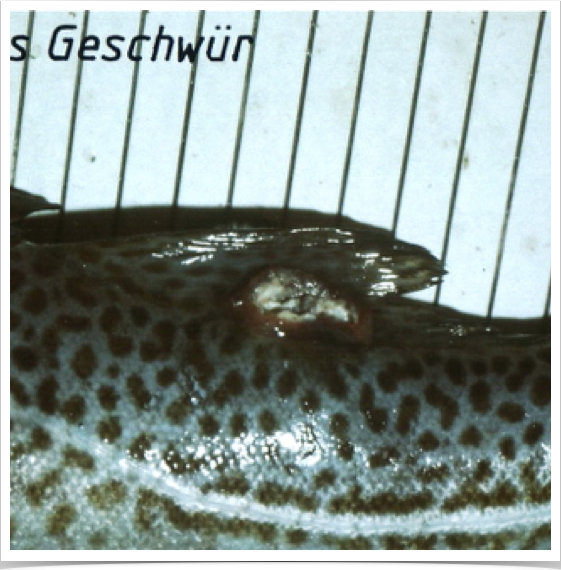 Cod fish pathology & parasitology study: Examinng cod  for tumors and endoparasitic Cryptocotyle trematoda 