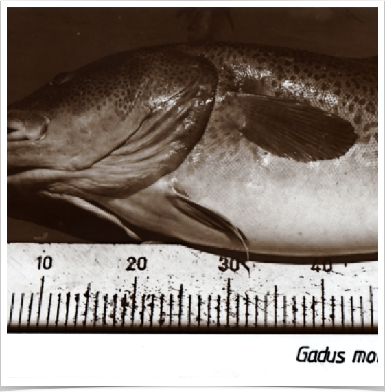 Examining fish parasites and diseases, such as papillomas and  lymphocystis