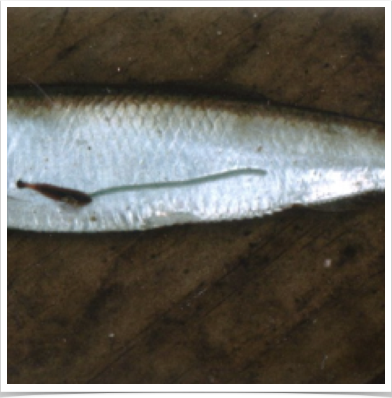 Parasitic Lernaeenicus encrasicoli attached to adult sprat Sprattus sprattus