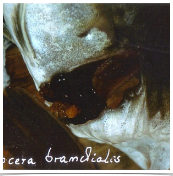 Parasitic Lernaeocera branchialis attached to the gills of pelagic pollock (Pollachius virens)