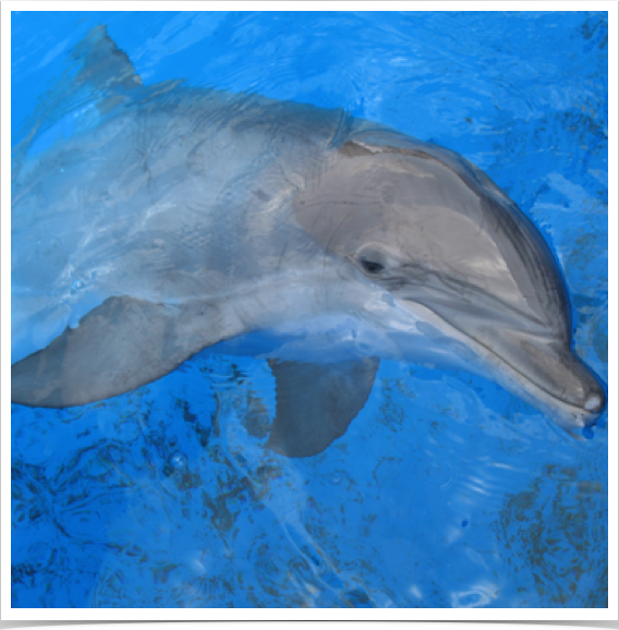 The Western Mediterranean has the largest population of bottlenose dolphins. 