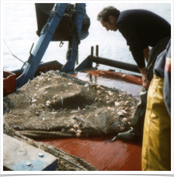 Demersal trawl - for collection of demersal fish and benthic invertebrates. 