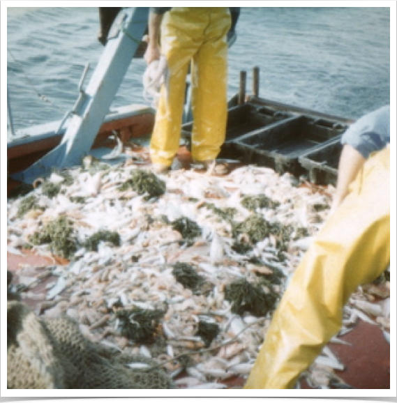 Using quantitative multi-species assessments methods to study marine ecosystems' biodiversity and their reaction to global change.