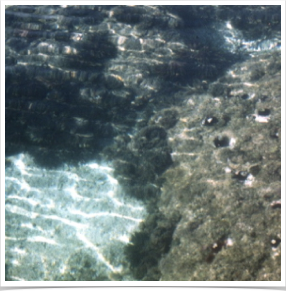 Sea urchins dominate the shallow rocky reef community near Banyuls-sur-Mer.