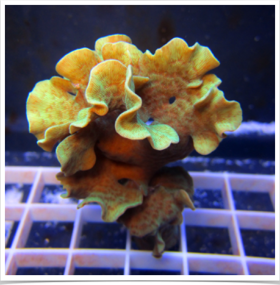 Pavona frondifera - one of six reef building hard coral species selected for sunscreen study.  