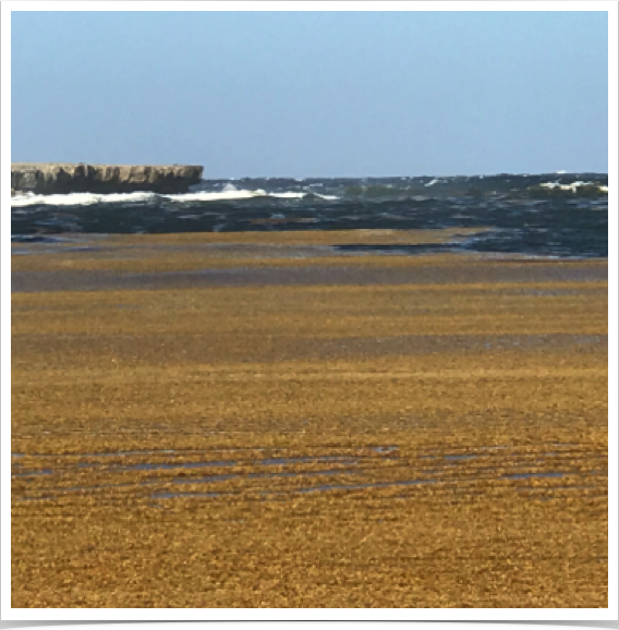 Monitoring Sargasso Weed blooms in Caribbean associated with oceanographic parameters - impacting tropical marine ecosystems.  