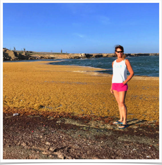 Dr. Alshuth studying Sargasso Weed blooms in Southern Caribbean - and associated impacts on tropical fish mortality.  