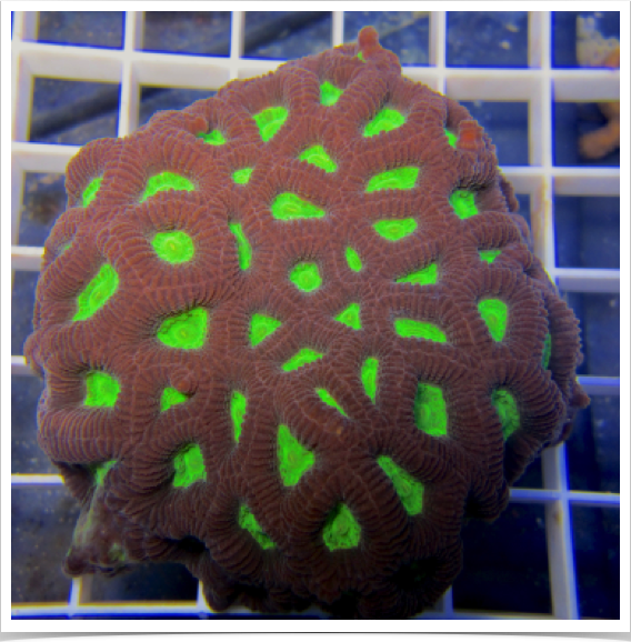 Reef building hard coral species selected for sunscreen study: Favites pentagona.