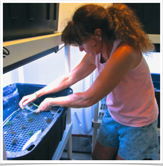 Dr. Alshuth at coral research lab - daily monitoring of sunscreen effects on hard corals.