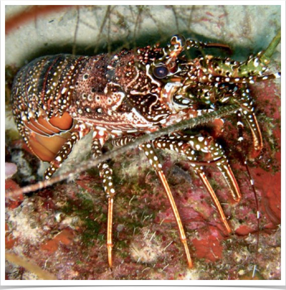 Spotted Spiny Lobster (Panulirus guttatus). Economic feasibility and development cost analysis of spiny lobster aquaculture.