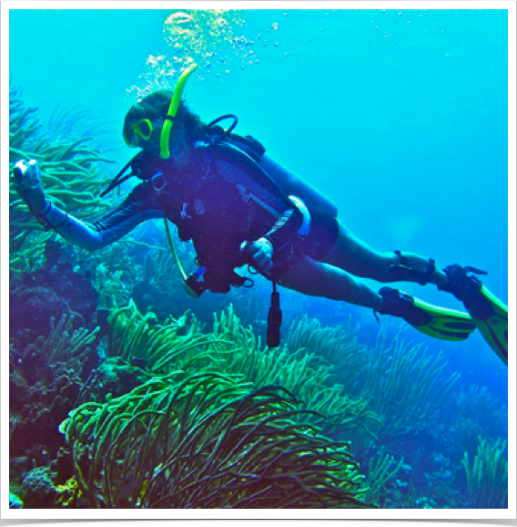 Dr. Alshuth studies oceanographic upwelling  effects on coral reef communities in Southern Caribbean.