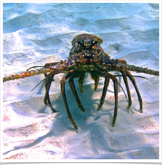 Caribbean Spiny Lobster (Panulirus argus) - a candidate for aquaculture? Examining early life cycle requirements.