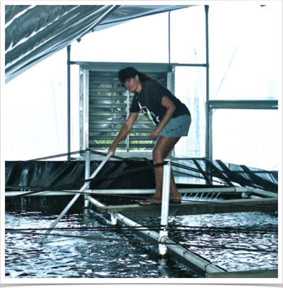 University of Florida’s Shrimp Aquaculture Demonstration Project. Dr. Alshuth monitoring  shrimp raceways - maintenance and feeding.