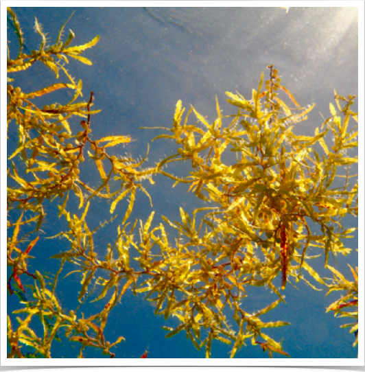 Floating Sargasso Weed. Bermuda is located near the western edge of the Sargasso Sea.