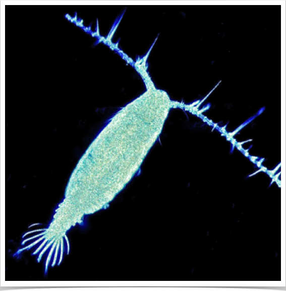 Conducting physiological studies: Respiration and excretion rates of copepods from the Northwest Atlantic Ocean.
