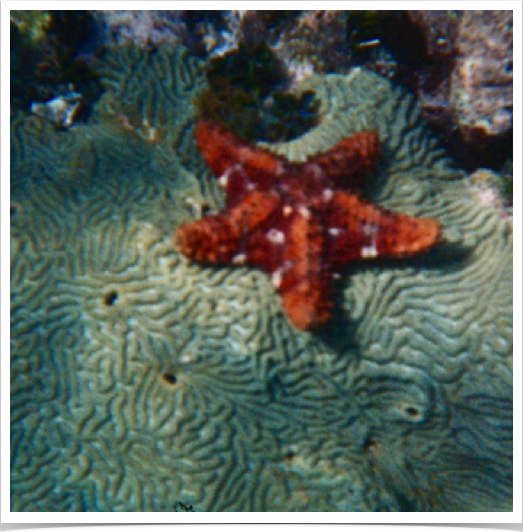 Juvenile Cushion Star Fish (Oreaster reticulatus) at Zapatillas Cays reef - noticeable absence of reef fish community. 