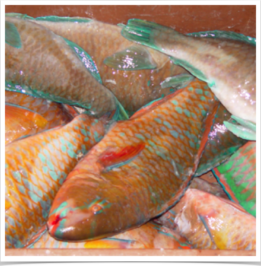 Parrotfish at the fish market in Panama: Herbivorous key species on coral reefs and vital for control of macroalgae. 