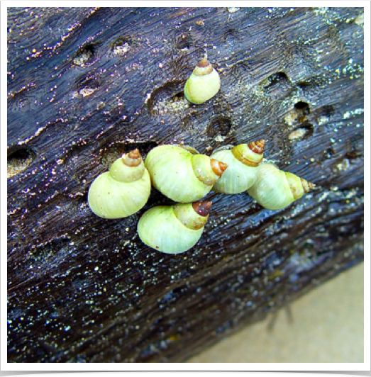 Lime colored periwinkle (Littorina angulifera) on driftwood tree in Cayos Zapatilla.
