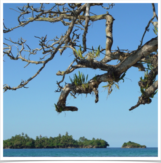 Salt-resistant orchids growing on coastal hardwood trees and driftwood in the archipelago.
 