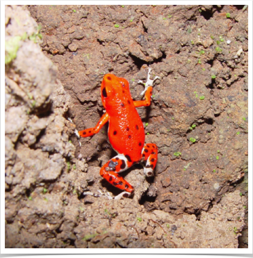Red Poison-Dart Frog (Dendrobates pumilio) - at Red Frog Beach on the island of Bastimentos in Bocas del Toro.