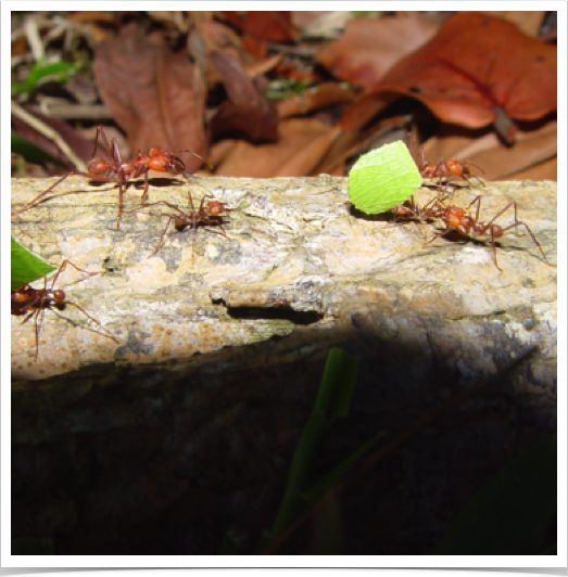 Endemic Leafcutter Ants are tropical, fungus-growing ants. Mediae castes forage, cut leaves and carry leaf fragments to nest.
