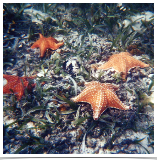 Cushion Stars (Oreaster reticulatus) among the Turtle Grass seagrass beds.