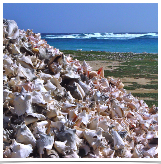 Remnants of the past - shell mountains of Queen Conch at fishing village in Lac Cay, Bonaire - when conch was a delicacy. 